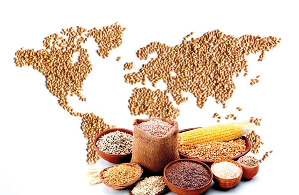 Bulk Wheat Import To Africa: Safe Sourcing Guide For Buyers. RUWAD AL TASAHEEL BUSINESS LLC. Global agricultural commodity trade network connecting bulk buyers with verified suppliers for wheat, sugar, edible oils, rice and halal meat